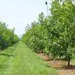 Livada de nuci de vanzare – Satul Parcova, Raionul Edinet, 4.37 ha