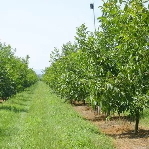 Livada de nuci de vanzare – Satul Parcova,  Raionul Edinet,  4.37 ha