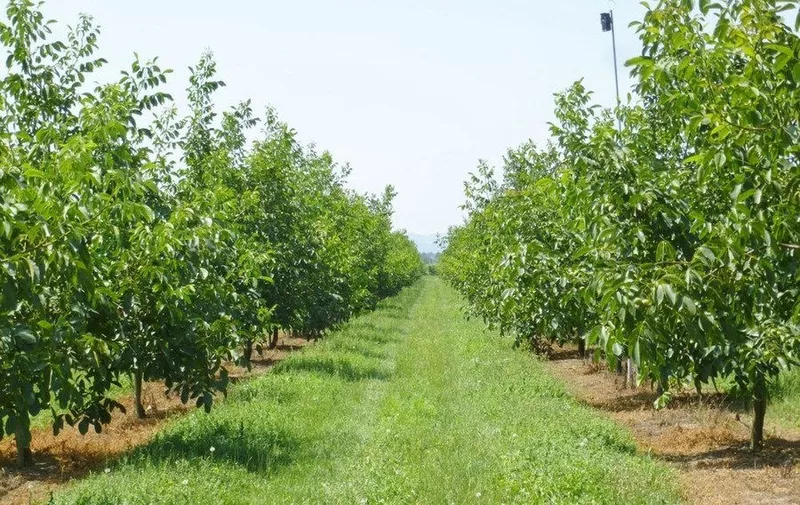 Livada de nuci de vanzare – Satul Parcova, Raionul Edinet, 4.37 ha