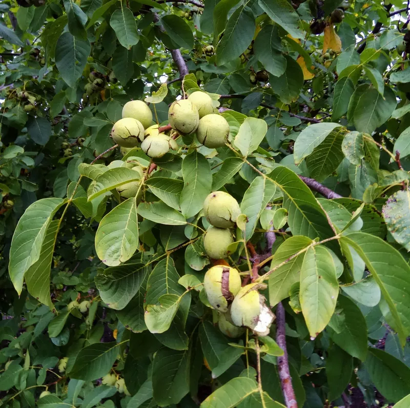 Livada de nuci de vanzare – Satul Parcova, Raionul Edinet, 4.37 ha 2