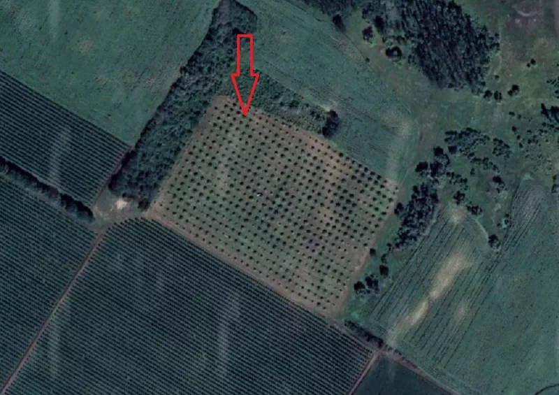 Livada de nuci de vanzare – Satul Parcova, Raionul Edinet, 4.37 ha 4